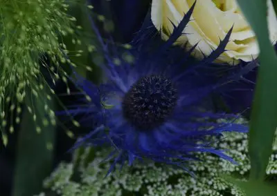 Blau Weiss Rosen Mit Disteln