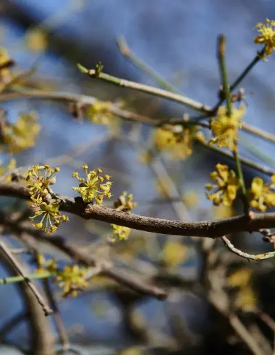 Cornus Blueten Fruehling