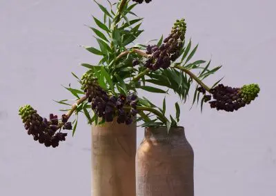 Frittillaria Mit Sandrose
