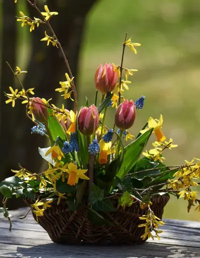 Osterkorb Mit Tulpen