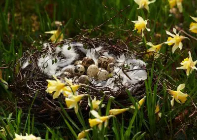 Osternest Mit Wachteleiern