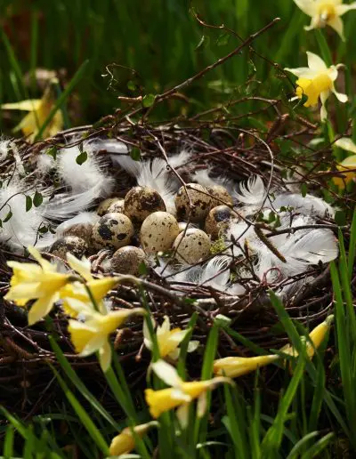 Osternest Mit Wachteleiern