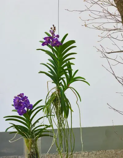 Vanda Orchidee Schwebende Blume