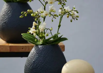 Wildphalaenopsis Mit Straussenei