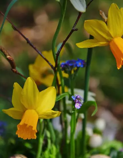 Wunderschoene Narzissen